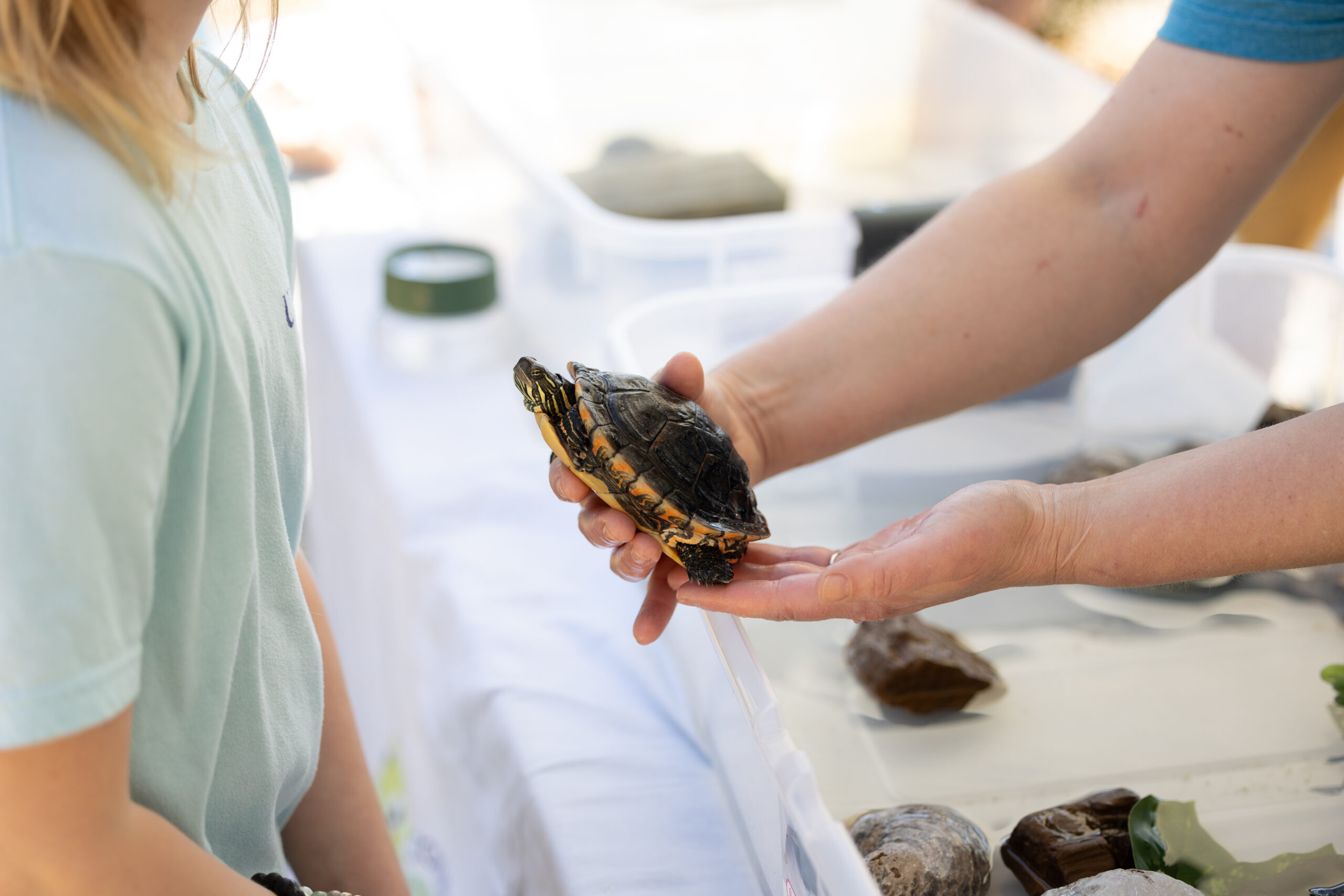 A woman holds a painted turtle up to a young girl