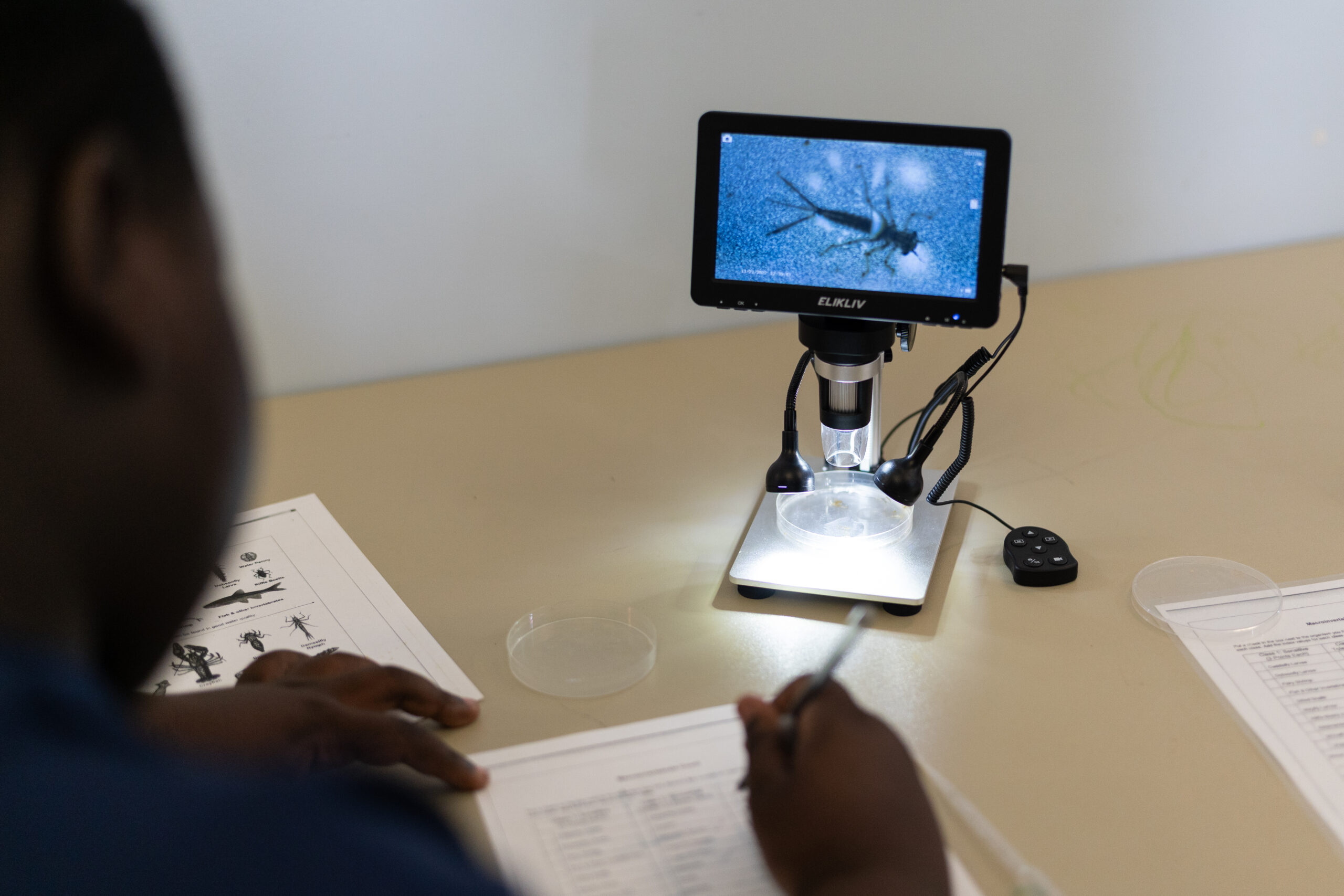 A student looks at a mayfly larvae using a magnifying tool