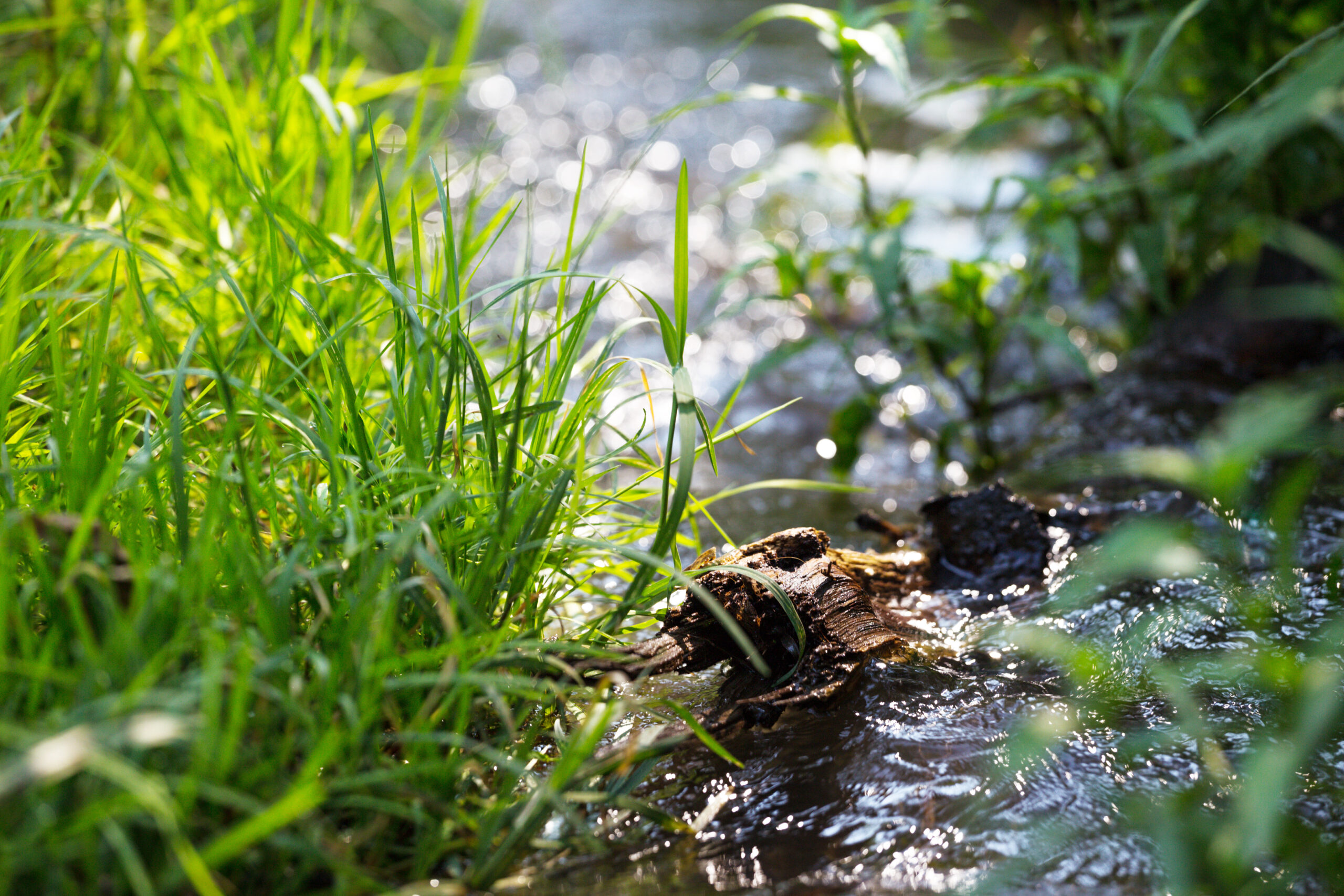 creek in a spring forest A creek with grass next to it