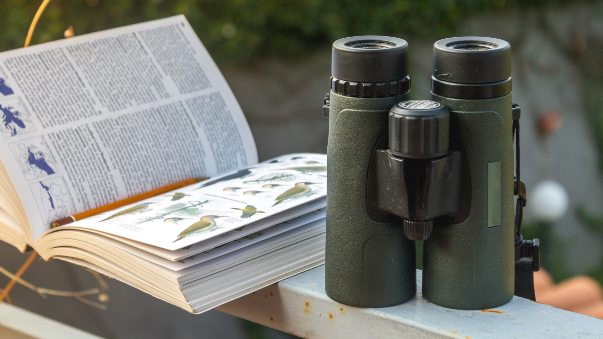 A birding manual next to binoculars