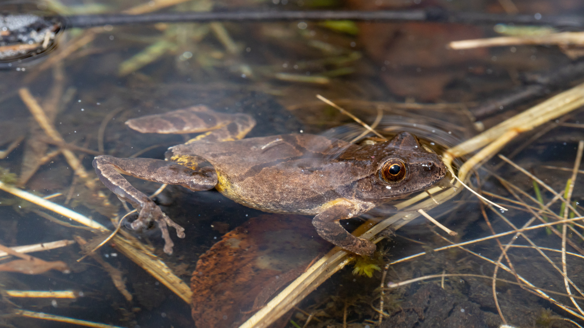 A spring peeper frog in water