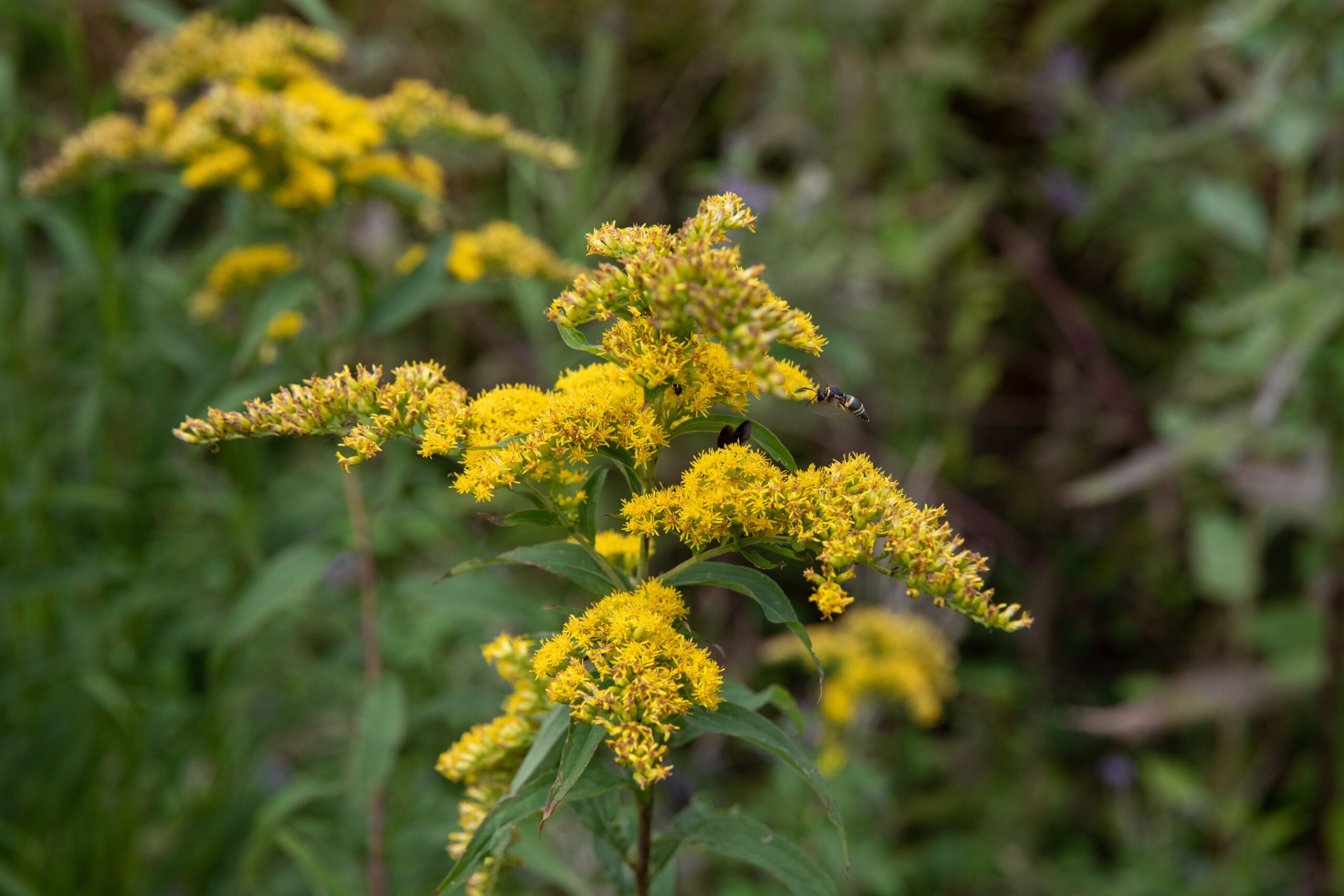Plant This, Not That: Using Native Plants to Help with Erosion Control